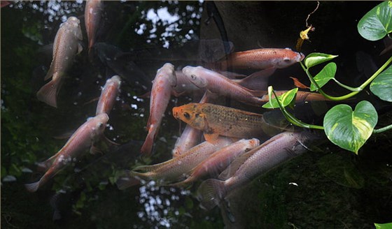 周轉箱養魚靠譜嗎？怕漏水看這里