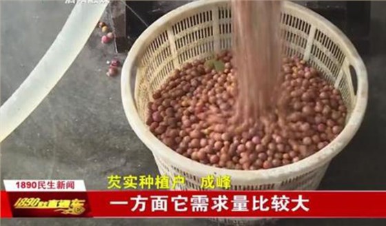 采摘雞頭米塑料筐